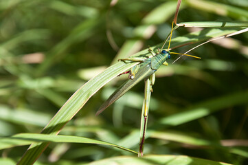 grasshopper on blade of grass