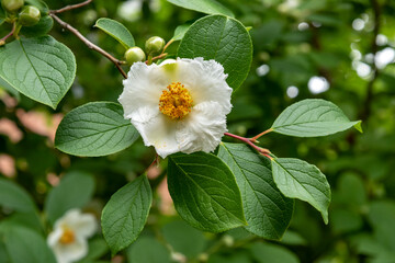 Japanese Stewartia flowering tree