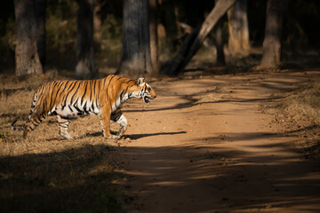 Tiger in the Wild. This Bengal tiger image has been captured from South Indian Forest.