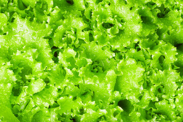 wet Leaves of green salad closeup texture background