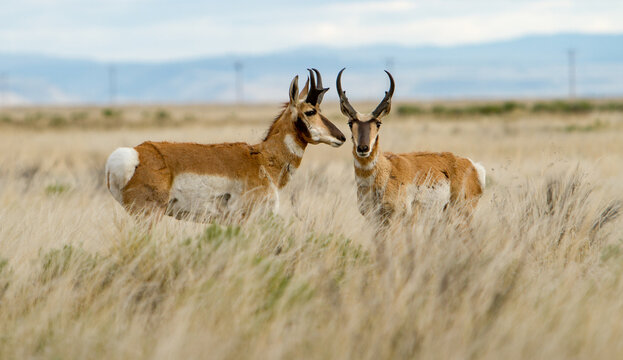 The pronghorn antelope is a species of artiodactyl mammal indigenous to interior western and central North America.