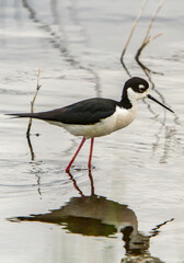 The black-necked stilt is an abundant shorebird of American wetlands and coastlines.