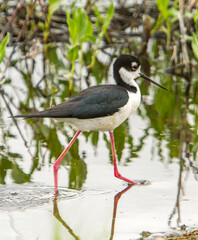 The black-necked stilt is an abundant shorebird of American wetlands and coastlines.