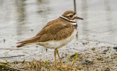 The killdeer is a medium-sized plover. It is a noisy bird, whose English name comes from its distinctive kill deer cry.