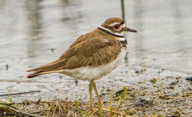 The killdeer is a medium-sized plover. It is a noisy bird, whose English name comes from its...