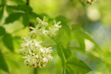 May in arboretum, blooming white flowers on a fuzzy background