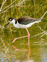 A black necked stilt feeding in a shallow wetland.  It is an abundant shorebird of American wetlands and coastlines.
