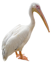 the beautiful Pelican