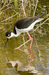 A black necked stilt feeding in a shallow wetland.  It is an abundant shorebird of American wetlands and coastlines.