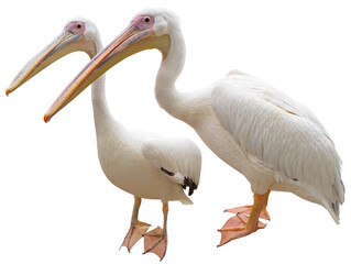 Fototapeta na wymiar the beautiful Pelican