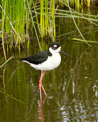 A black necked stilt in a shallow wetland.  It is an abundant shorebird of American wetlands and coastlines.