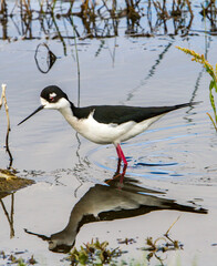 A black necked stilt feeding in a shallow wetland.  It is an abundant shorebird of American wetlands and coastlines.