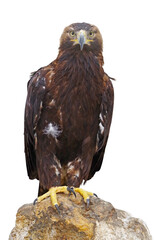 beautiful mountain eagle on white