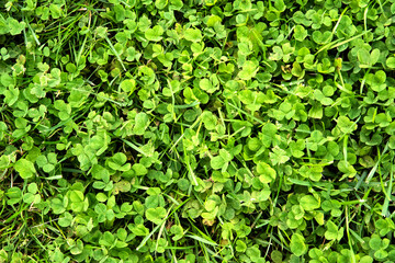 texture plante verte naturelle