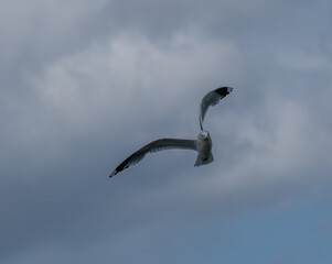 Möve