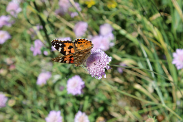 Monarch Butterfly (Danaus plexippus) perched on a flower