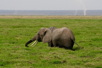 Eléphant prenant son bain
