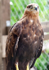 beautiful mountain eagle