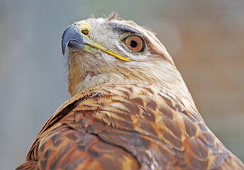 beautiful mountain eagle