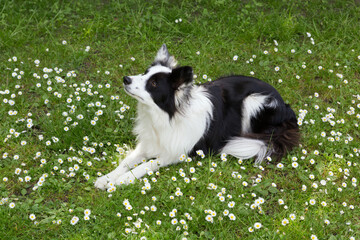 Border collie in the daisy field