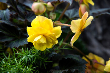 pourpier à grandes fleurs,
