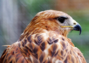 beautiful mountain eagle