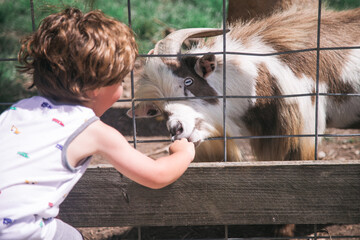 feeding animals in petting zoo 