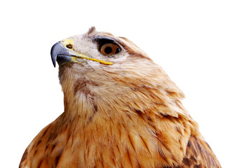 beautiful mountain eagle