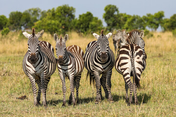 Obraz premium Zebras