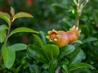flowers and fruits of pomegranate on a tree branch