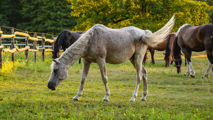 Obraz premium Horses grazing on summer meadow at sunset.