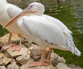 portrait of a beautiful Pelican