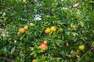 flowers and fruits of pomegranate on a tree branch