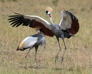 African cranes