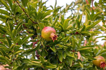 flowers and fruits of pomegranate on a tree branch