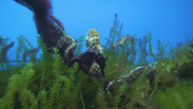 Beautiful underwater view of seahorses sleeping along with the sea grapes in ocean ground. Deep sea, blue background,