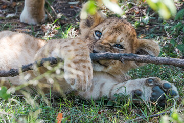 Cub