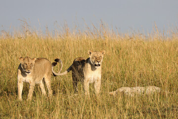 Fototapeta na wymiar Kenyan Lionesses