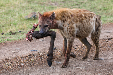 Hyena in Kenya