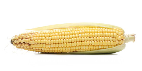 Fresh cob of corn isolated on white background