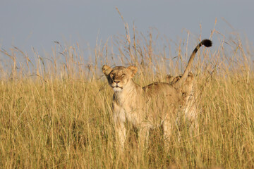 Lioness in tall grass