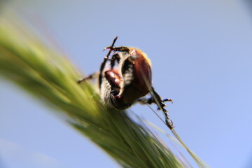 mating anisoplia beetles