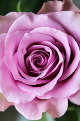 close up of pink rose, selective focus, perfect background