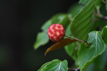 Kousa dogwood blooms in early summer and produces sweet and delicious fruits around September.