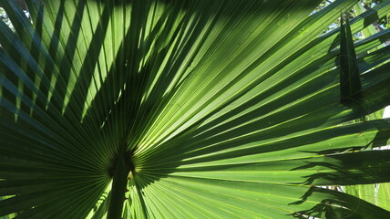 Obraz na płótnie Canvas Tropical Summer Feel Palm Tree Vacation Holiday Island Getaway