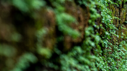 Ancient red brick wall with moss or bryophyte as a background