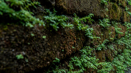 Ancient red brick wall with moss or bryophyte as a background