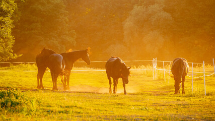 Horses grazing on summer meadow at sunset.