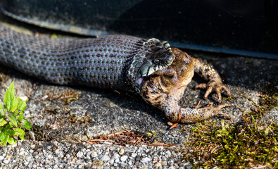 Ringelnatter frisst Kröte Grass snake eats big toad Todeskampf - obrazy, fototapety, plakaty