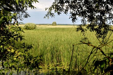 Rozkwit przyrody na rozlewiskach Biebrzy w Goniądzu. Biebrzański Park Narodowy 3 miesiące po pożarze